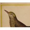 Engraving: *The Lonely Blackbird* by MARTINET