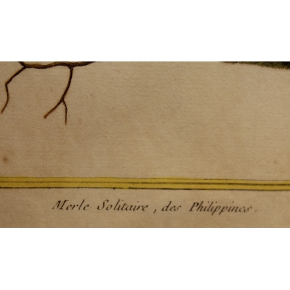Engraving: *The Lonely Blackbird* by MARTINET