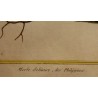 Engraving: *The Lonely Blackbird* by MARTINET