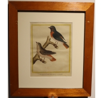 Gravure Rossignol de Muraille par MARTINET