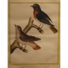 Engraving of ‘The Nightingale on the Wall’ by MARTINET