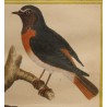 Engraving of ‘The Nightingale on the Wall’ by MARTINET