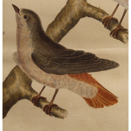 Engraving of ‘The Nightingale on the Wall’ by MARTINET