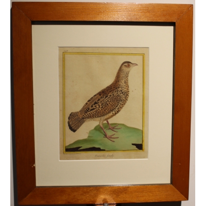 Engraving of a female francolin by MARTINET