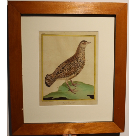 Engraving of a female francolin by MARTINET