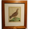 Engraving of a female francolin by MARTINET