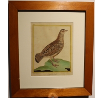 Gravure Francolin femelle par MARTINET