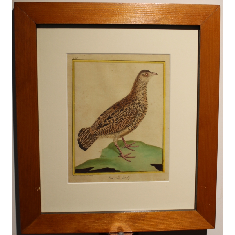 Gravure Francolin femelle par MARTINET