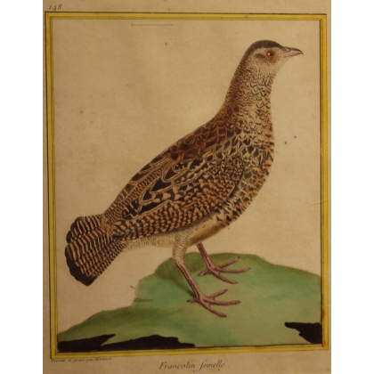 Engraving of a female francolin by MARTINET