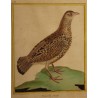 Engraving of a female francolin by MARTINET