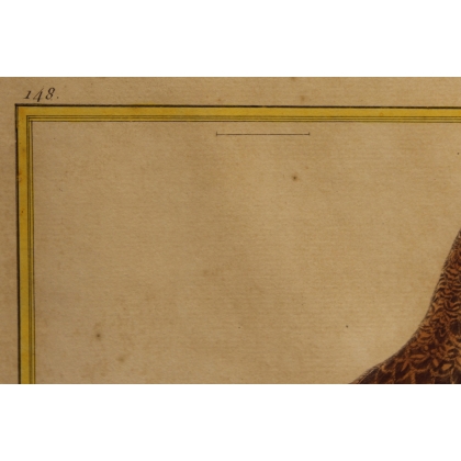 Engraving of a female francolin by MARTINET