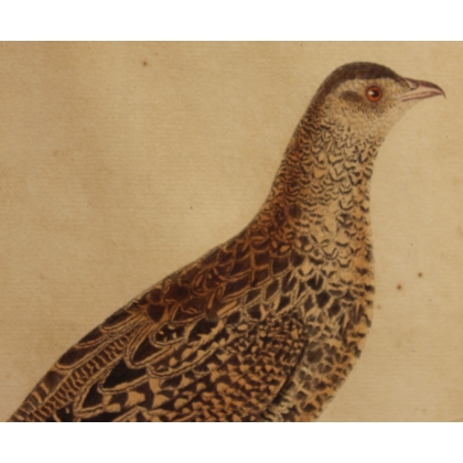 Engraving of a female francolin by MARTINET