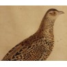 Engraving of a female francolin by MARTINET