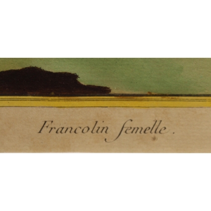 Engraving of a female francolin by MARTINET