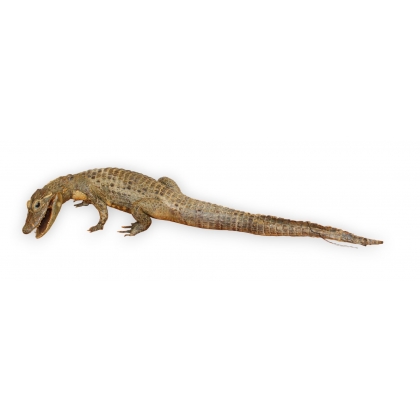 Aligator naturalisé tête courbe