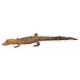 Aligator naturalisé