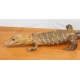 Aligator naturalisé
