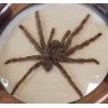 Mygale naturalisée sous verre dans un cadre rond