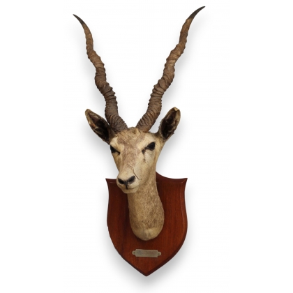 Trophée de chasse Tête d\'antilope