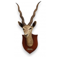 Trophée de chasse Tête d'antilope