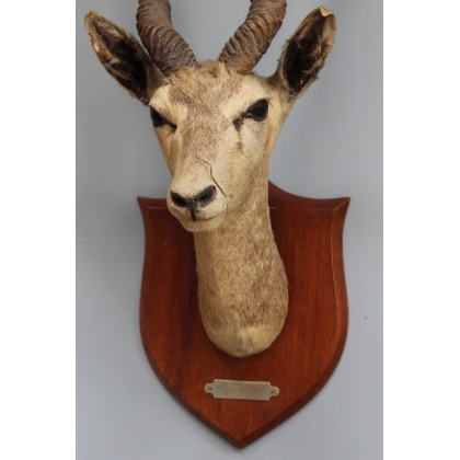 Trophée de chasse Tête d'antilope