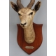 Trophée de chasse Tête d'antilope