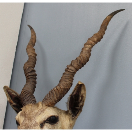 Trophée de chasse Tête d'antilope