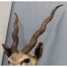 Trophée de chasse Tête d'antilope