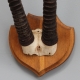 Trophée de chasse Massacre d'antilope