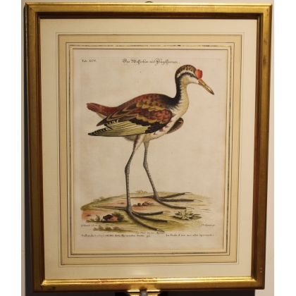 Engraving of "Das Wasserhun" by EDUARDS