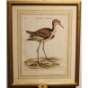 Engraving of "Das Wasserhun" by EDUARDS