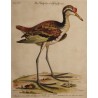 Engraving of "Das Wasserhun" by EDUARDS