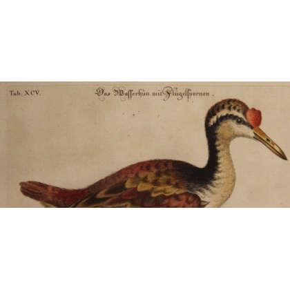 Engraving of "Das Wasserhun" by EDUARDS