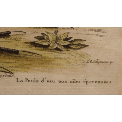 Engraving of "Das Wasserhun" by EDUARDS