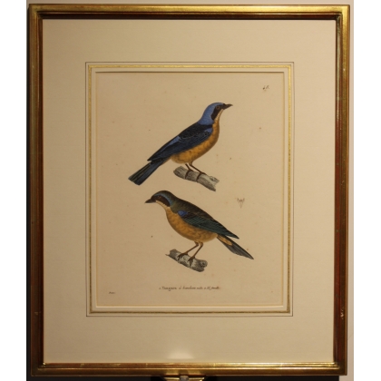 Engraving ‘Tangara’ by PRETRE