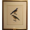 Engraving ‘Tangara’ by PRETRE