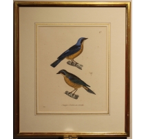 Gravure "Tangara" par PRETRE