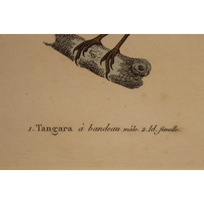 Engraving ‘Tangara’ by PRETRE