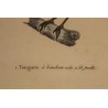 Engraving ‘Tangara’ by PRETRE
