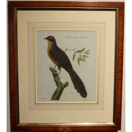 Engraving ‘Coucou’ by MARTINET
