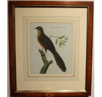Gravure "Coucou" par MARTINET