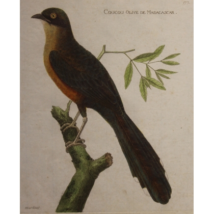 Engraving ‘Coucou’ by MARTINET