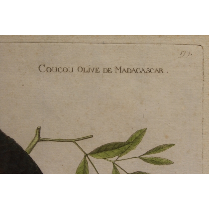 Engraving ‘Coucou’ by MARTINET