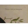 Engraving ‘Coucou’ by MARTINET
