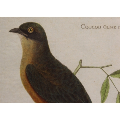 Engraving ‘Coucou’ by MARTINET