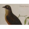 Engraving ‘Coucou’ by MARTINET