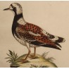 Gravure "Der Steindreher" par EDUARDS