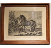 Gravure de Cheval "Napolitain"