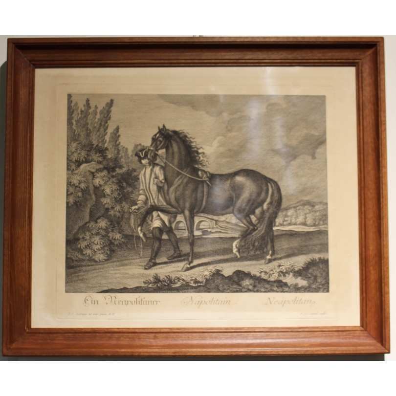 Gravure de Cheval "Napolitain"