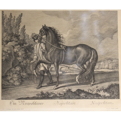 Radierung eines „neapolitanischen“ Pferdes von Moinat SA – Antiquitäten und Dekoration – Radierungen, Lithografien